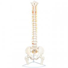 Flexible Vertebral Column with Open Sacrum and Femur Head